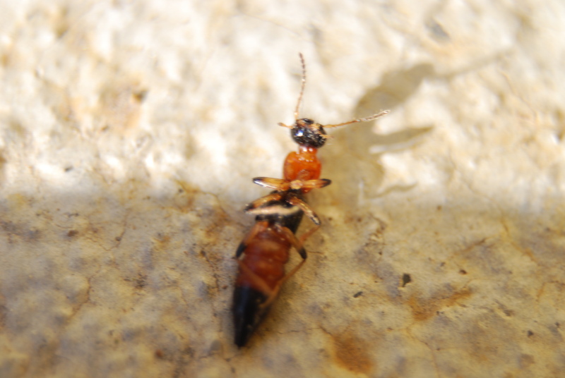 Staphylinidae